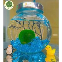 lọ tròn marimo