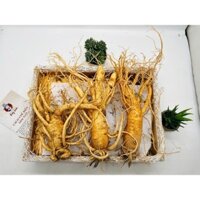 (Loại 2) Nhân Sâm Tươi Hàn Quốc 6 Năm Tuổi Loại 3 Củ/Kg Chàm Vết Gãy Rễ - Sâm Tươi Ông Lee