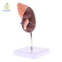 Lohobby 1: 1 Con Người Có Thể Tháo Rời 2 Phần Thận Với Mẫu Gland Adrenal Trường Giảng Dạy Hiển Thị Đồ Dùng Phòng Thí Nghiệm