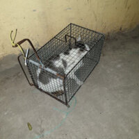 Lồng bẫy đa năng chuyên bắt chuột, chồn, sóc, mèo hoang được làm từ sắt siêu bền đẹp - ĐỒ CÂU PHÍA BẮC - S21 habdk888