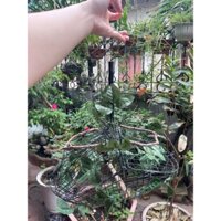 lồng bẫy mào chất liệu kẽm đen chắc chắn đã có phụ kiện lá đi kèm