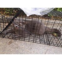 Lồng Bẫy Mèo Lớn Hoang Lồng Bẫy Chồn Đèn Lồng Bẫy Mèo Rừng Lồng Bẫy Chồn Lồng Bẫy Mèo Tự Động Lồng Bẫy Chuột Cống Nhum