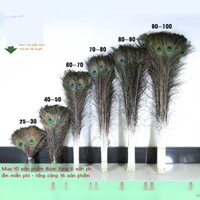 Lông chim công tự nhiên thật lông chim công bình lông công lông đuôi phụ kiện lông vũ trang trí 25-