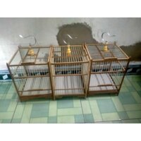 lồng chim khuyên, hút mật, năm màu