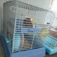 lồng chuột hamster