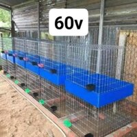 lồng gà 60v + khay nhựa