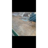 lồng gà của tôi