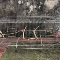 Lồng lực chào mào giá 200k