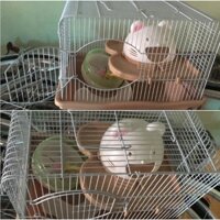 Lồng mèo dành cho hamster (size trung) ( THANH LÝ , NEW 90%)