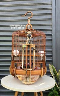 Lồng mi kiếm tre già độ sừng bò Châu Phi nguyên chân mặt Rồng