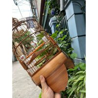 LỒNG TÀU DỪA KHUYÊN TRÚC ĐEN - Lồng Chim Vác