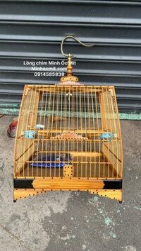 Lồng Thái đấu – Sing chim Chào Mào tre già độ bi Mun sừng độc đẹp