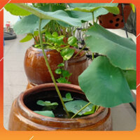 Lu trồng cây sen, khạp trồng sen nuôi cá, thủy sinh, chậu trồng sen