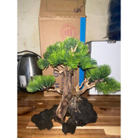 lũa bonsai bể cá thuỷ sinh shop phụ kiện bonsai