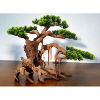 Lũa bonsai cây đại số 4 trang trí hồ cá( Ngan 45- Cao40-20cm-)