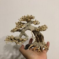 Lủa bonsai cho hồ thuỷ sinh