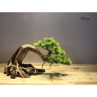 LŨA BONSAI CHO HỒ THỦY SINH SIZE NHỎ [TĐ/01]