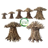 Lũa bonsai cổ thụ cho hồ thủy sinh | lũa bonsai cho hồ thủy sinh