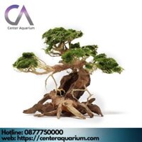 Lũa  Bonsai mini bể thủy sinh , bể cá cảnh ( kt : 20-10-18)