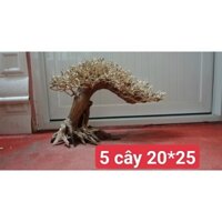 LŨA BONSAI MINI THÁC ĐỖ KÍCH THƯỚC C20XD25 (Hồ < 40cm)
