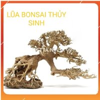 Lũa Bonsai Mini Trang Trí Bể Cá - Bể Thủy Sinh ( Kích thước : từ 20cm - 50cm )