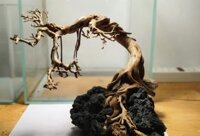 Lũa bonsai thuỷ sinh cao cấp