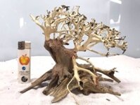 Lũa Bonsai Thuỷ Sinh D15xC10 (tặng kèm rêu)