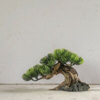 Lũa Bonsai Thủy Sinh Lá Nhựa