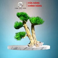 Lũa Bonsai Thủy Sinh, Layout Bonsai Trang Trí Bể Cá, Cây Bonsai Setup Bể Thuỷ Sinh Mini