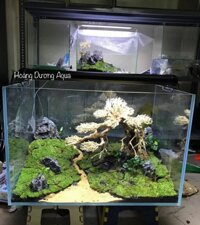 Lũa Bonsai Trang Trí Bể Thủy Sinh – Bể Cá Cảnh 38x25cm