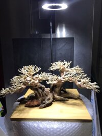 Lũa Bonsai Trang Trí Bể Thủy Sinh kt30x20cm – Bể Cá Cảnh