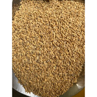 Lúa cho gà,chim cảnh,bồ câu,vv...túi 10kg