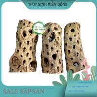 Lũa Cholla Teddy Bear - lũa cholla cho bể tép cảnh