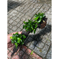 Lũa gắn cây thuỷ sinh - Cây thuỷ sinh gắn lũa