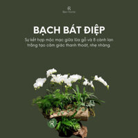 Lũa Lan Hồ Điệp Trắng 8 Cành - Bạch Bát Điệp Quà Tặng Sang Trọng, Kết Hợp Cây Thủy Tùng và Dương Xỉ
