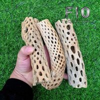 LŨA TEDDY BEAR CHOLLA - LŨA XƯƠNG RỒNG - ĐỒ CHƠI TÉP KIỂNG - DÁN RÁY. BUCEP. RÊU