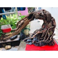 lũa thủy sinh BẠT PHONG