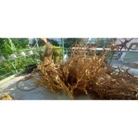 LŨA THUỶ SINH - LŨA HẢI SA QUỲ ( HÀNG ĐẸP TUYỂN CHỌN ĐỦ SIZE HỒ)