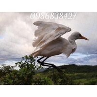 Lưới bẫy chim. bắt chim cu.cò.vẹt.chất liệu dù thái siêu bền.dễ dàng sử dụng.hiệu quả cao