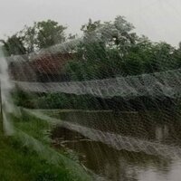 Lưỡi Bãy chim Cu, quốc