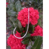 lưỡi câu cá lóc trứng rùa Lai