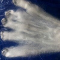 Lưới đánh cá rô đồng