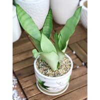 Lưỡi hổ bạch kim + chậu sứ dĩa