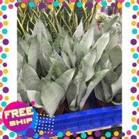 Lưỡi hổ bạch kim giống mới ,chậu 3 cây. + Tặng 02 cây nhót ngọt