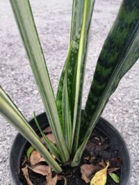 LƯỠI HỔ TRẮNG (Hàng mới, thái lan)-   white sansevieria ‘bantel’s sensation’ (hỏa tốc)