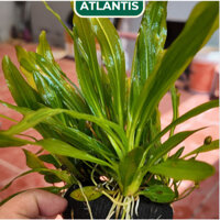 LƯỠI MÈO GIÁ THẾ-CÂY THỦY SINH