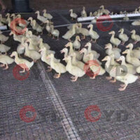 Lưới Nhựa Dẻo Nguyên Sinh Loại 1 Lỗ 35mm (cao 1m 1m2 1m5 1m8 2mét x dài 50mét) Làm Vườn - Chăn Nuôi Gà Vịt abojhcd999 ag