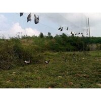 lưới tàng hình 60m 7p cao 6m 5 dây 4 túi cu.cò két