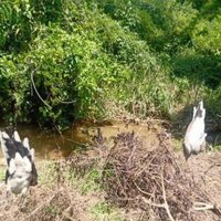 lưới tàng hình chim cu dài 30m