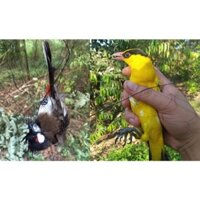 lưới tàng hình thái lan ( lưới tổng hợp từ mào đến c,u)